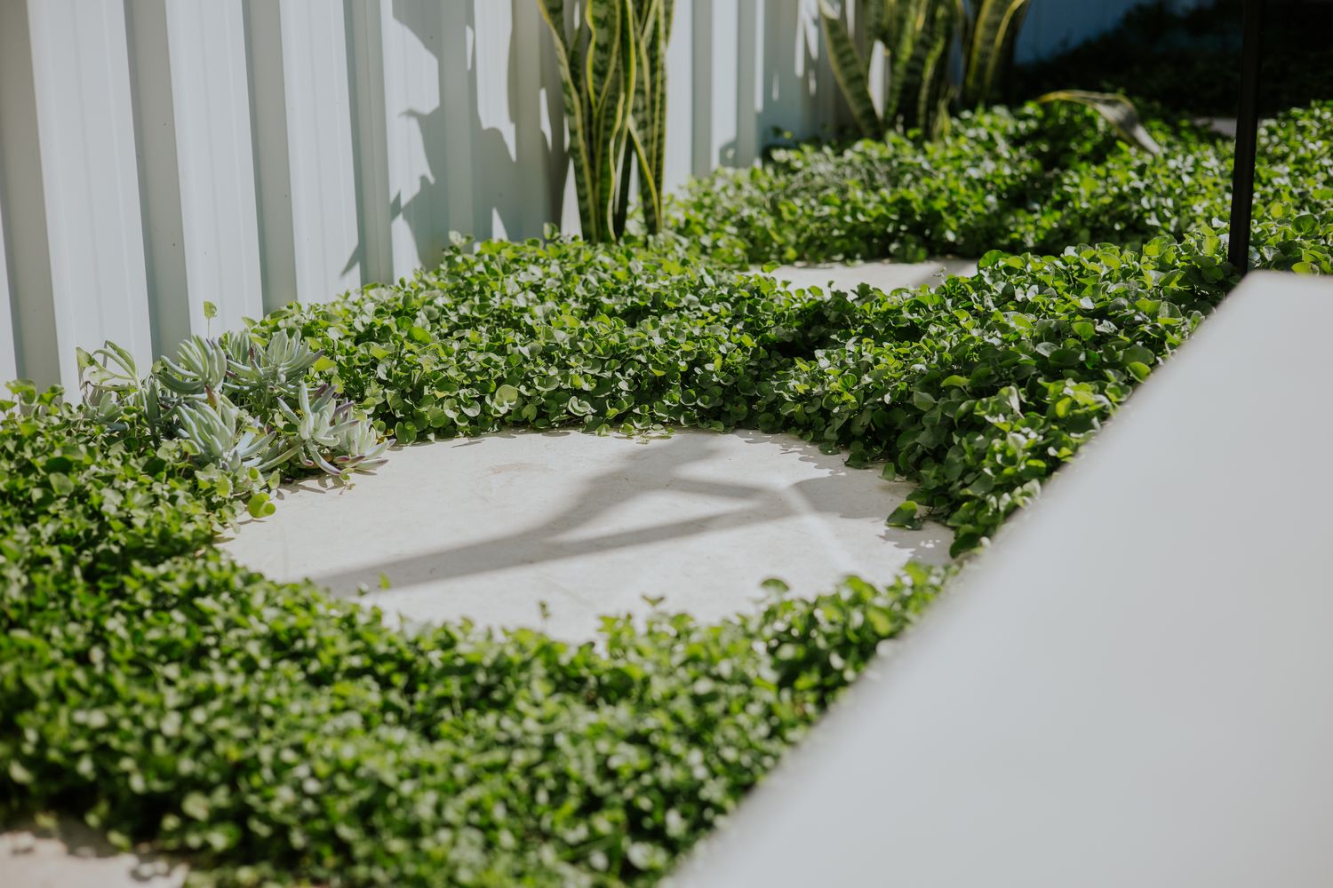 Curved concrete stepper set into groundcover
