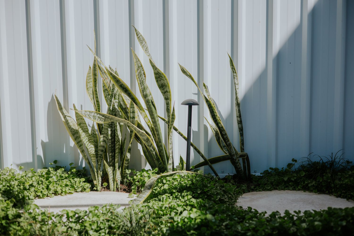 Coastal garden with rendered walls and layered planting
