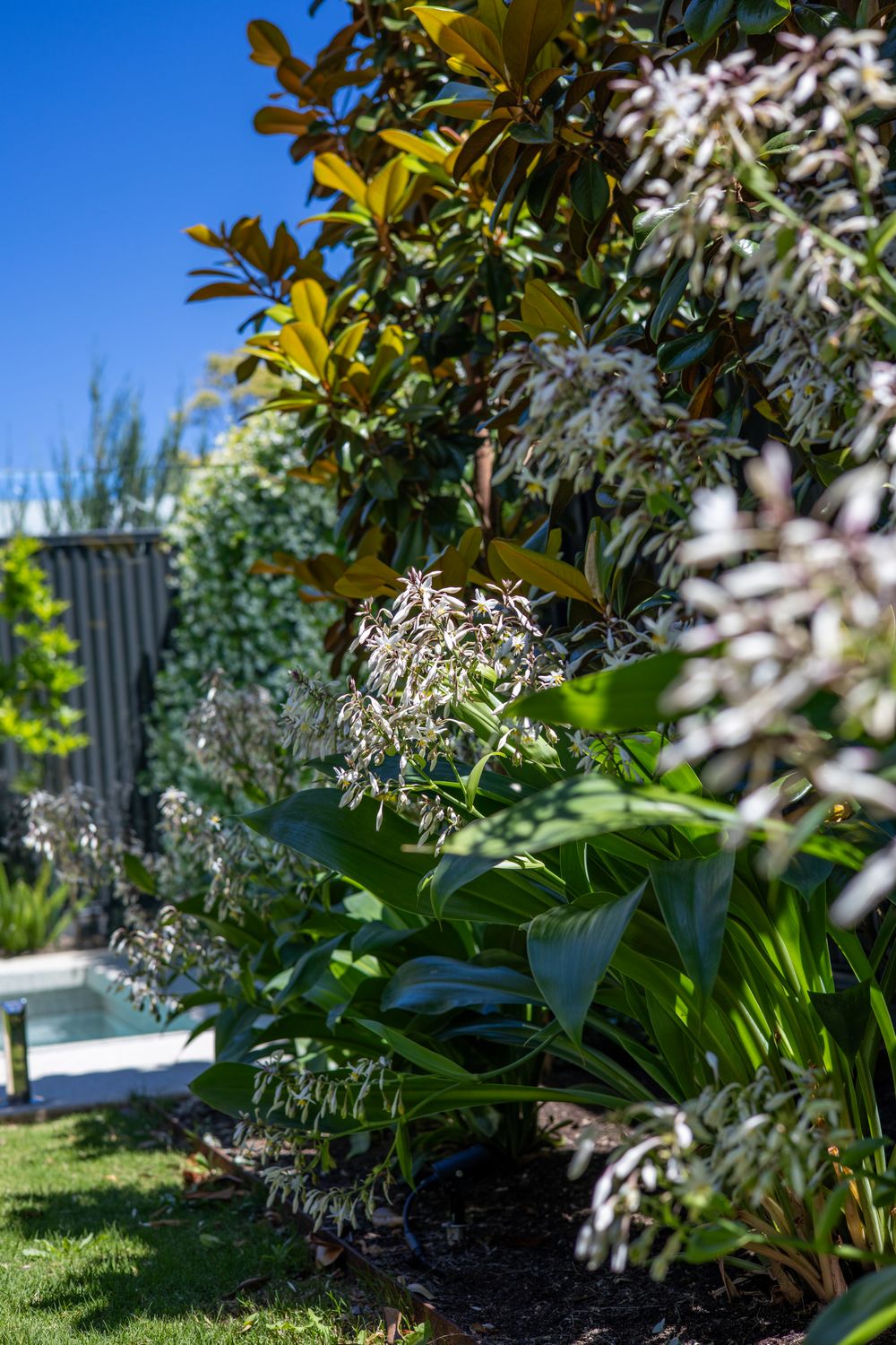 Established front garden with mixed native planting