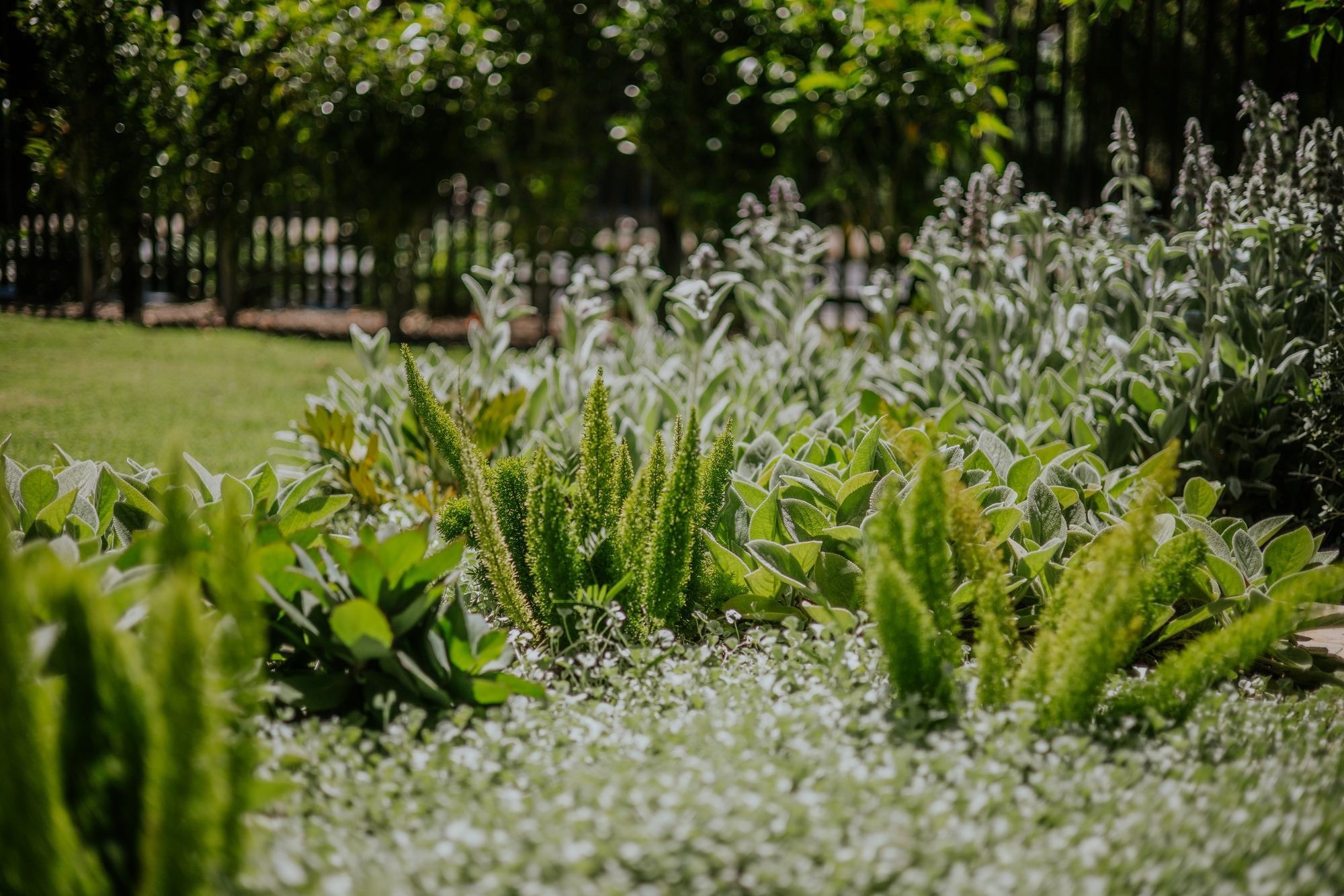 Established perennial planting in an Adelaide garden