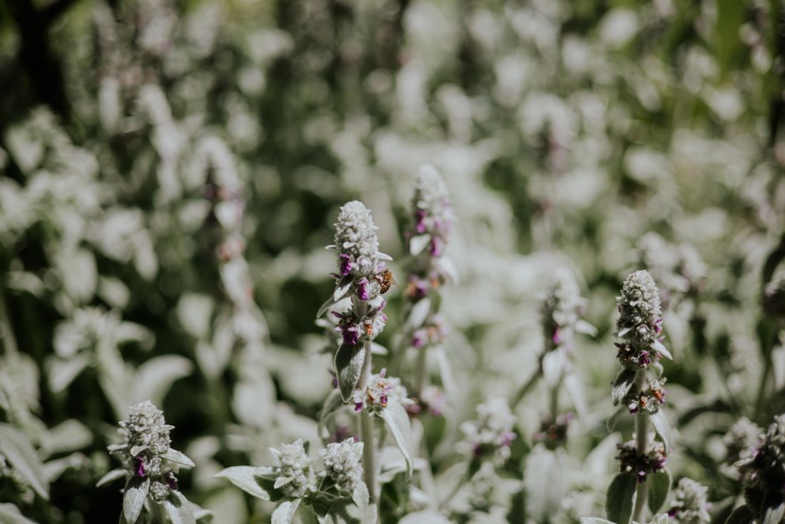 Landscape Maintenance by Adelaide Landscape Concepts